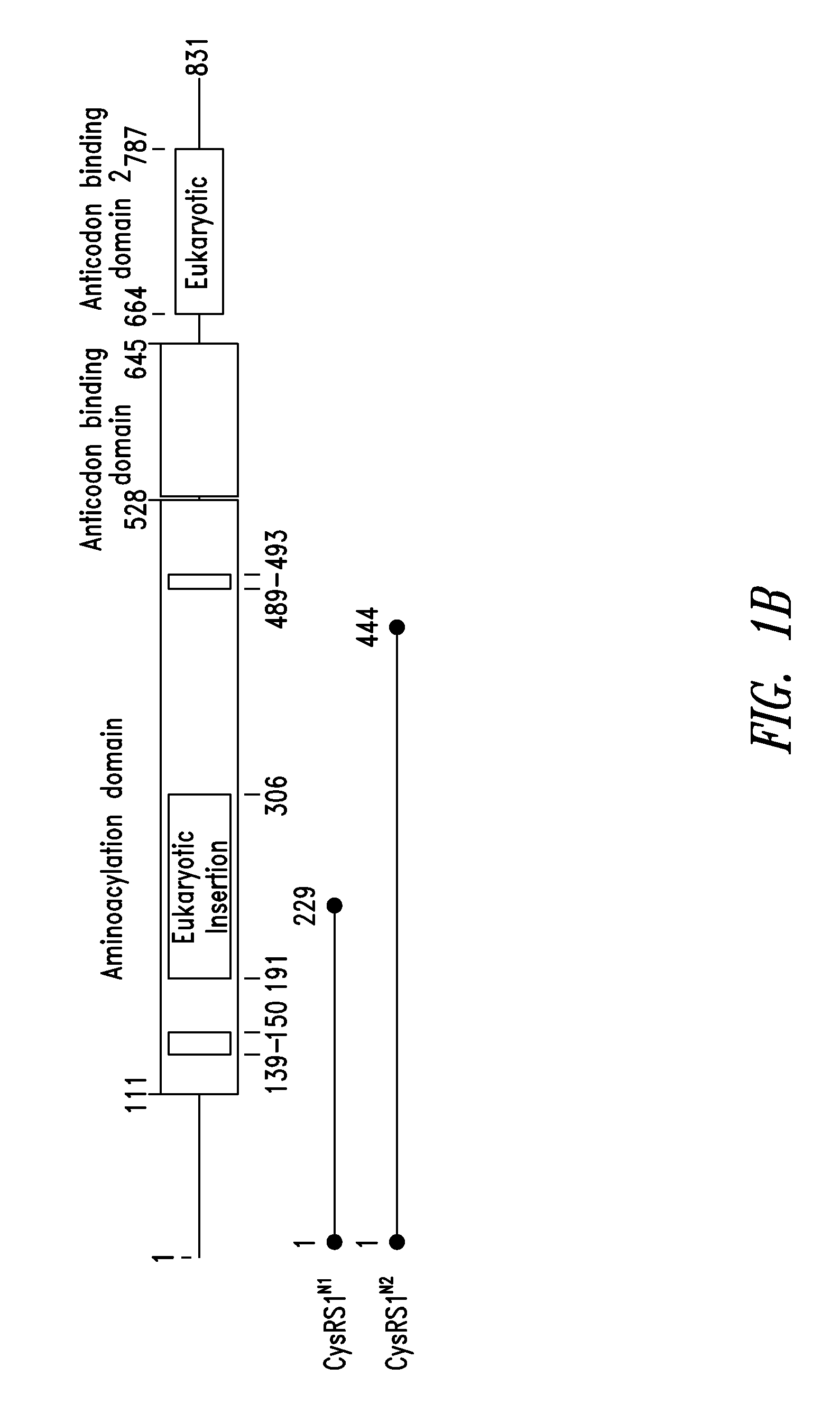 INNOVATIVE DISCOVERY OF THERAPEUTIC, DIAGNOSTIC, AND ANTIBODY COMPOSITIONS RELATED TO PROTEIN FRAGMENTS OF CYSTEINYL-tRNA SYNTHETASE