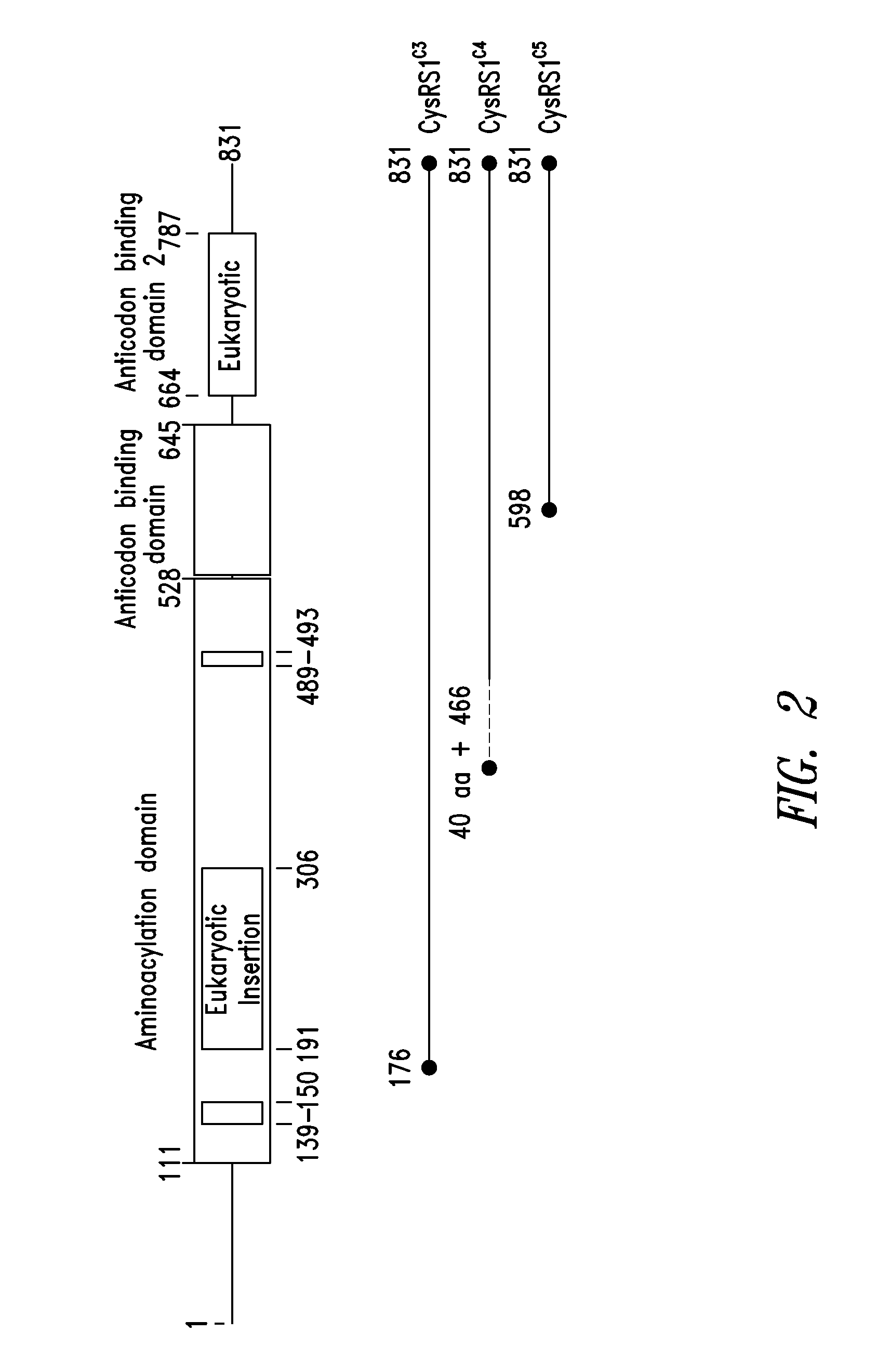 INNOVATIVE DISCOVERY OF THERAPEUTIC, DIAGNOSTIC, AND ANTIBODY COMPOSITIONS RELATED TO PROTEIN FRAGMENTS OF CYSTEINYL-tRNA SYNTHETASE