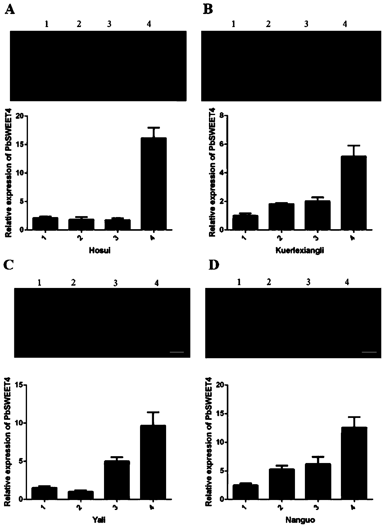 Pyrus sugar transport gene PbSWEET4 and applications thereof