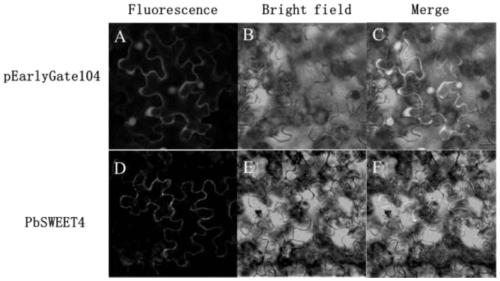 Pyrus sugar transport gene PbSWEET4 and applications thereof