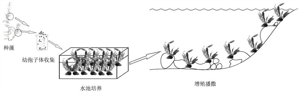 Method for repairing seaweed field by culturing shellfish-algae complex