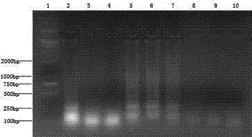 Duck viral hepatitis type 1 RT-LAMP detection kit and detection method thereof