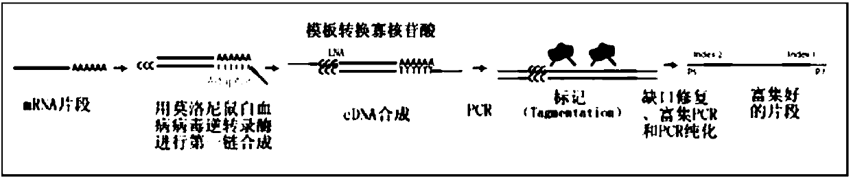 Single-cell RNA (ribonucleic acid) reverse transcription and library construction method