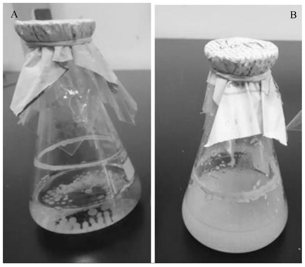 Method for improving sporulation of piriformospora indica