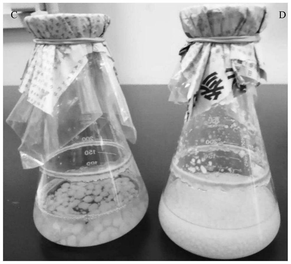 Method for improving sporulation of piriformospora indica