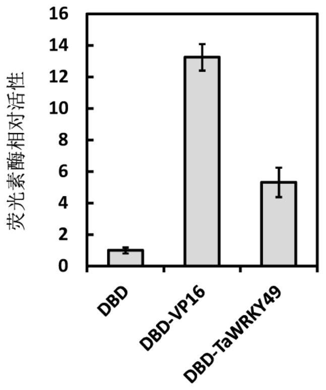 A wheat powdery mildew resistance-related protein tawrky49 and its coding gene and application