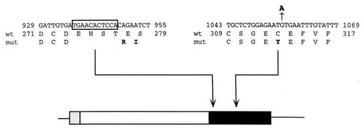 Method for preparing beef cattle with double muscled similar to naturally mutated Belgian blue cattle