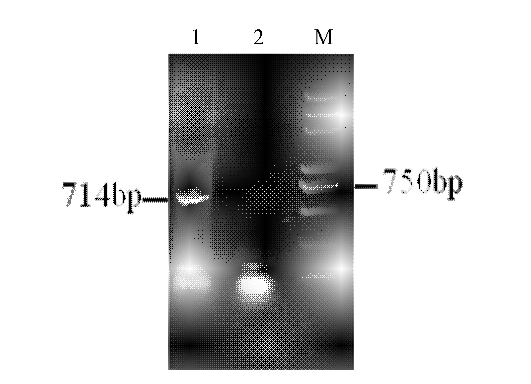 Protein derived from chinese wildrye and related to saltresistance and encoding gene and application of protein