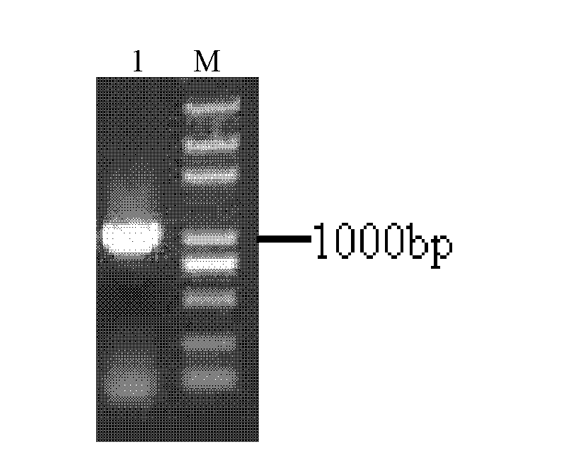 Protein derived from chinese wildrye and related to saltresistance and encoding gene and application of protein