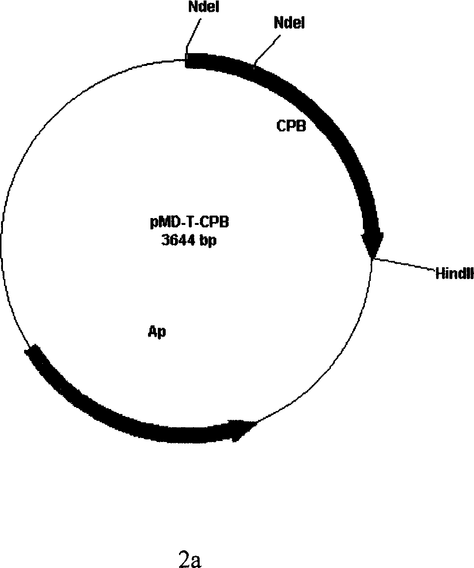 Preparation method of active carboxypeptidase B