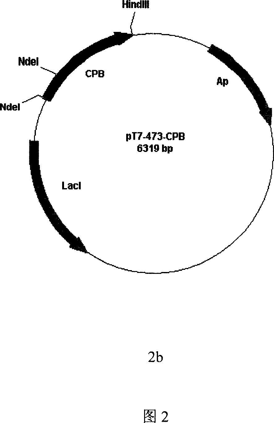 Preparation method of active carboxypeptidase B