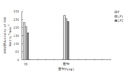 Eucalyptus endophyte and application thereof