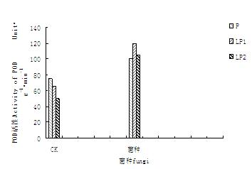 Eucalyptus endophyte and application thereof