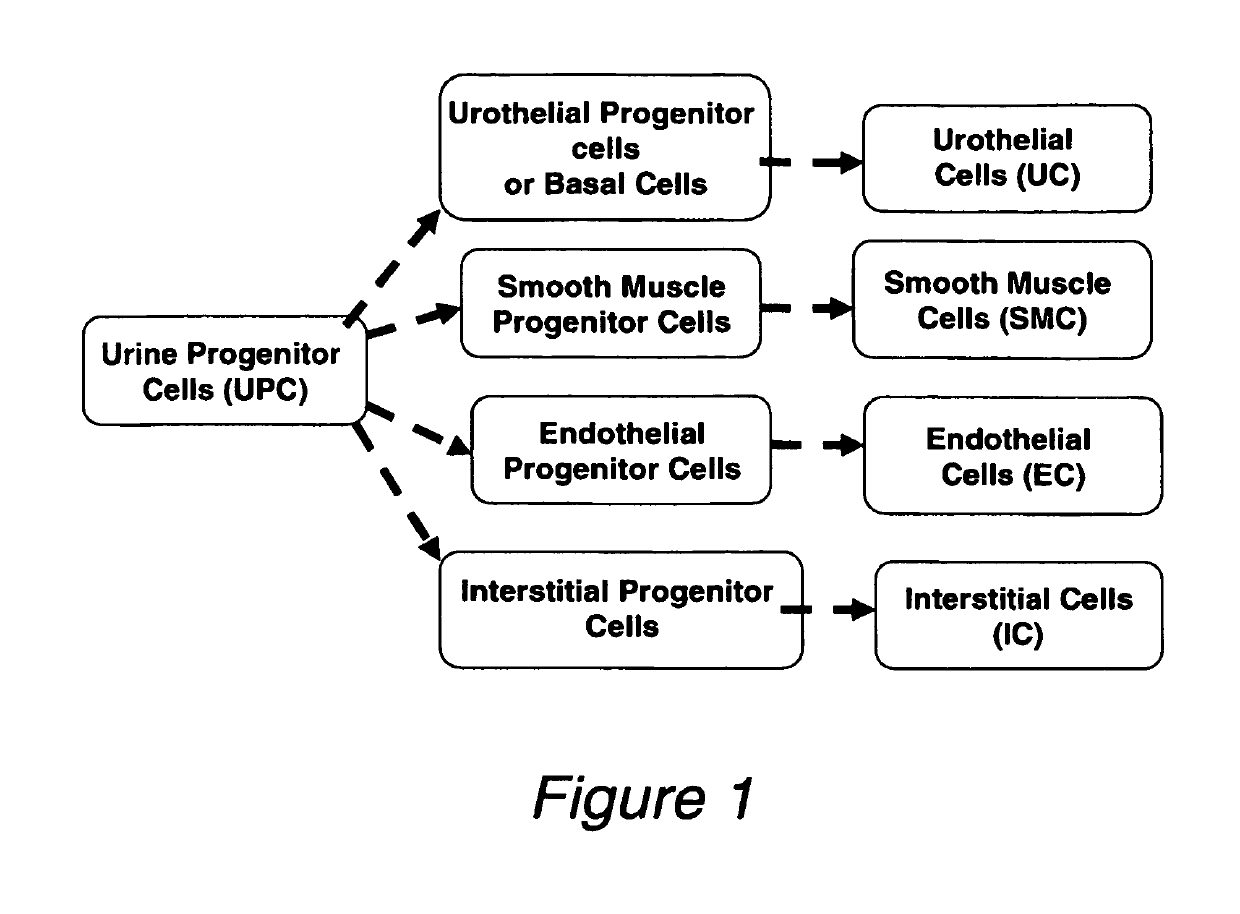 Progenitor cells from urine and methods for using the same