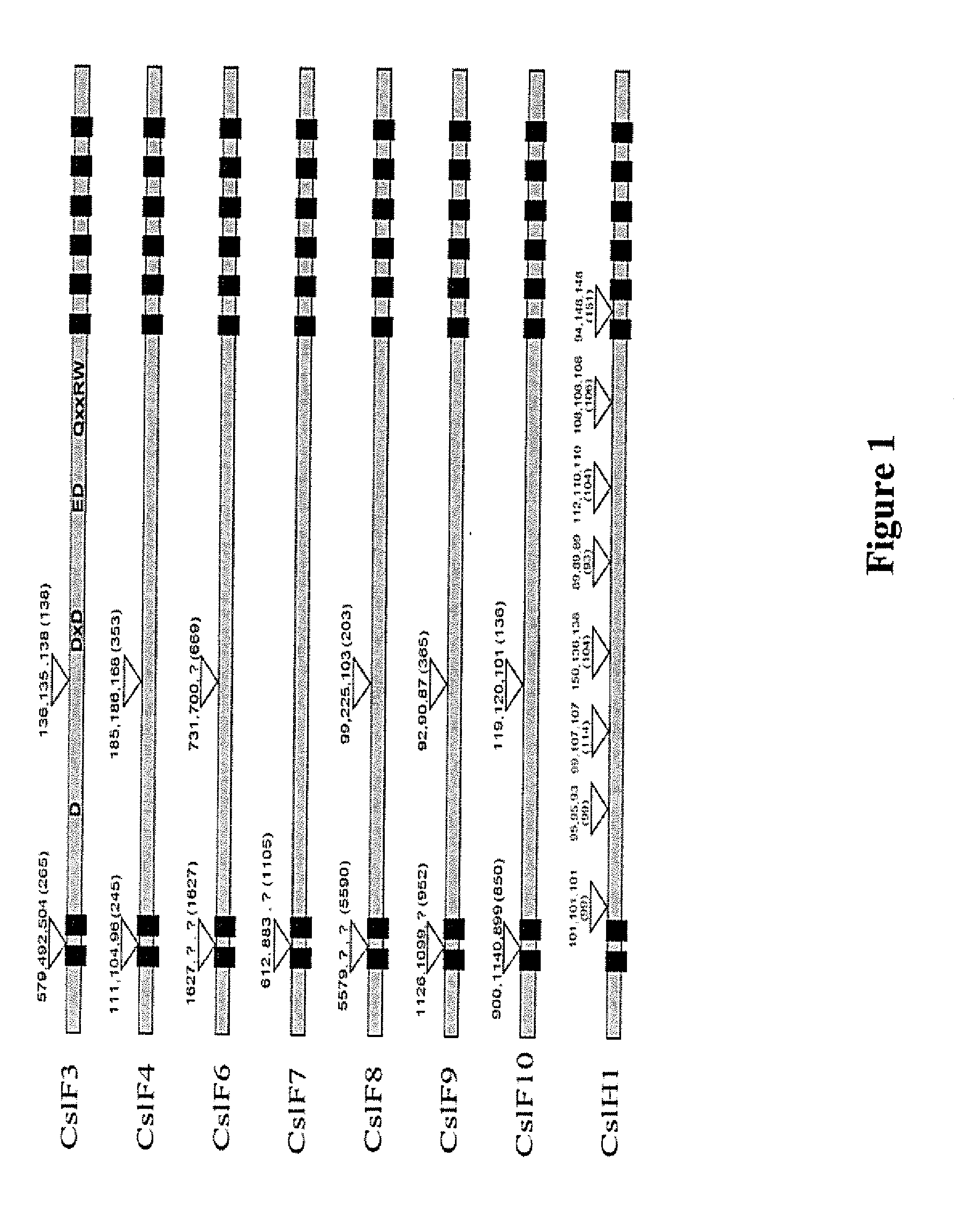 Wheat having high levels of beta-glucan