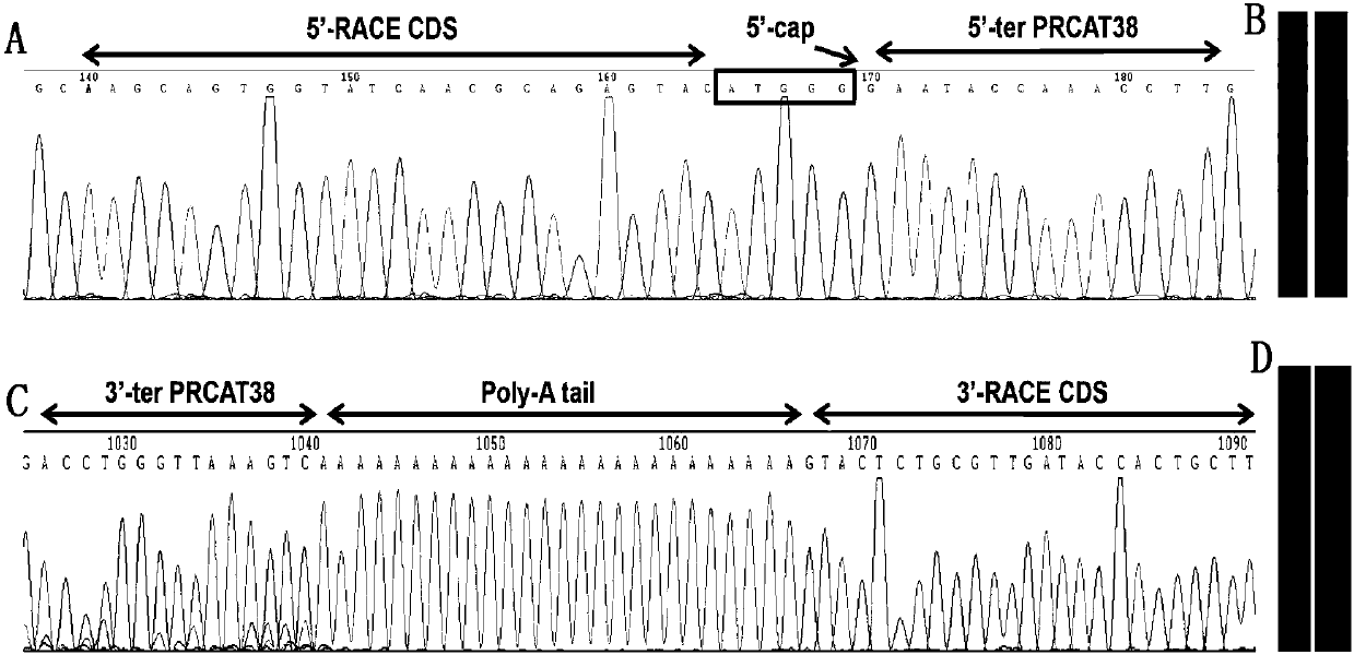 Long chain non-encoding RNA sequence for early diagnosis of human prostatic cancer and its application