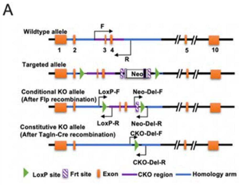 Construction method of Bestrophin3 vascular smooth muscle specific gene knockout mouse and aortic dissection mouse model