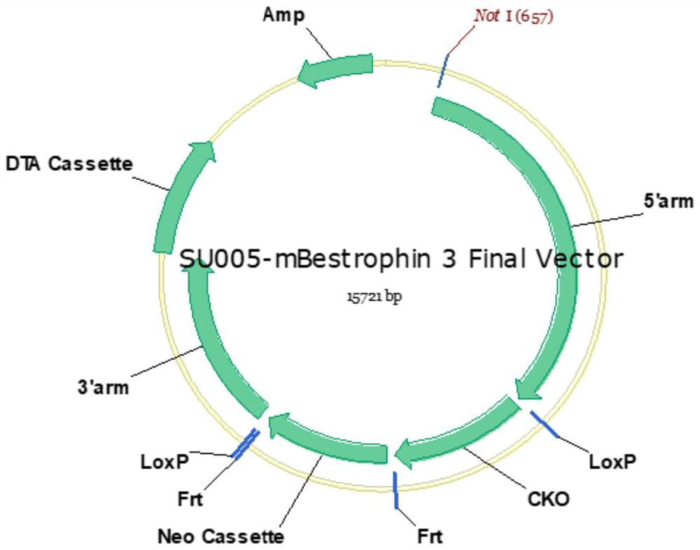 Construction method of Bestrophin3 vascular smooth muscle specific gene knockout mouse and aortic dissection mouse model