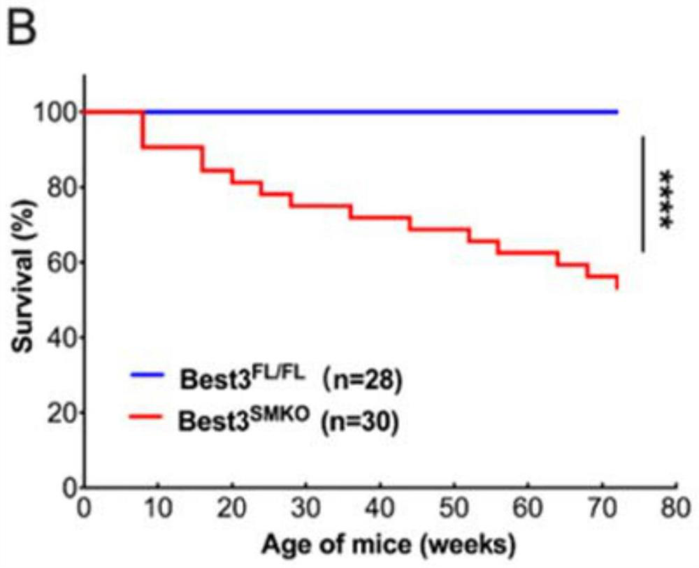 Construction method of Bestrophin3 vascular smooth muscle specific gene knockout mouse and aortic dissection mouse model