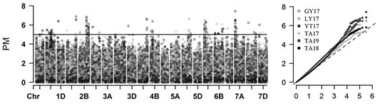 SNP sites remarkably associated with wheat powdery mildew resistance and application thereof in genetic breeding