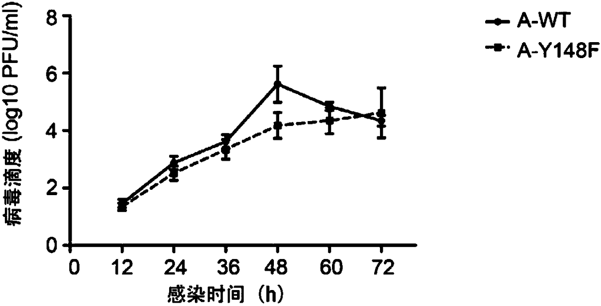 Key amino acid locus for regulating and controlling A type and B type influenza virus nucleoprotein to export nuclear and application thereof in anti-influenza virus drug target spot