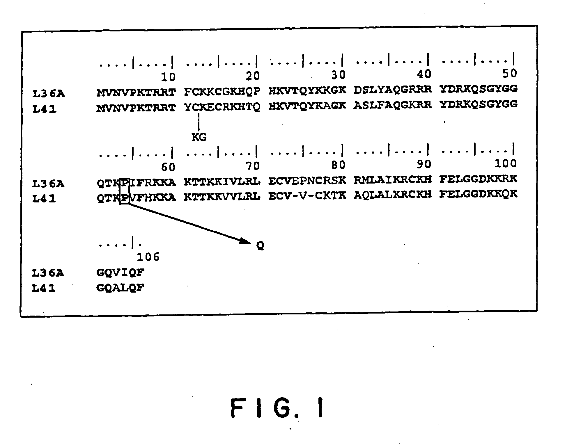 Novel vectors for animal cells and use thereof