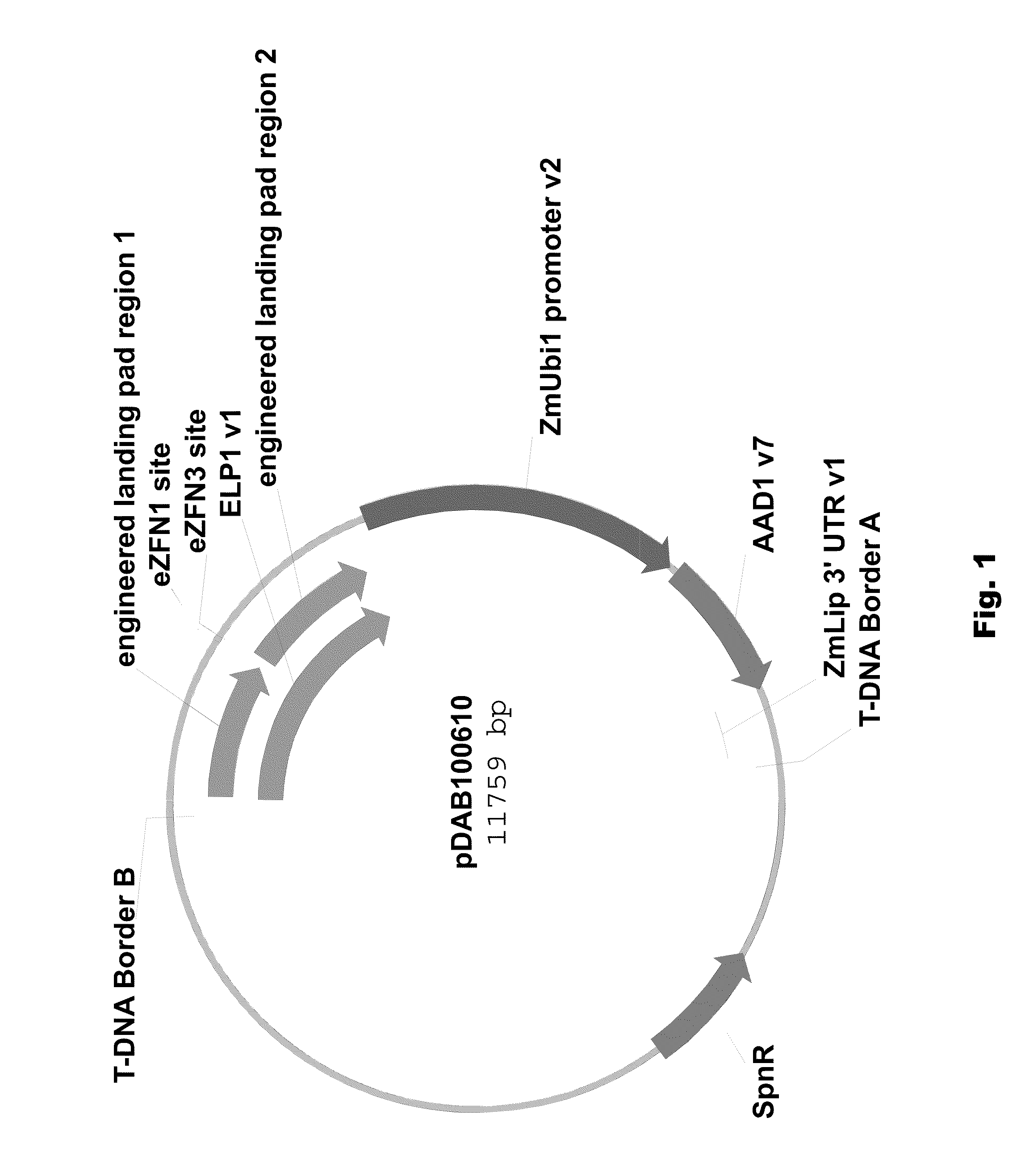 Engineered landing pads for gene targeting in plants