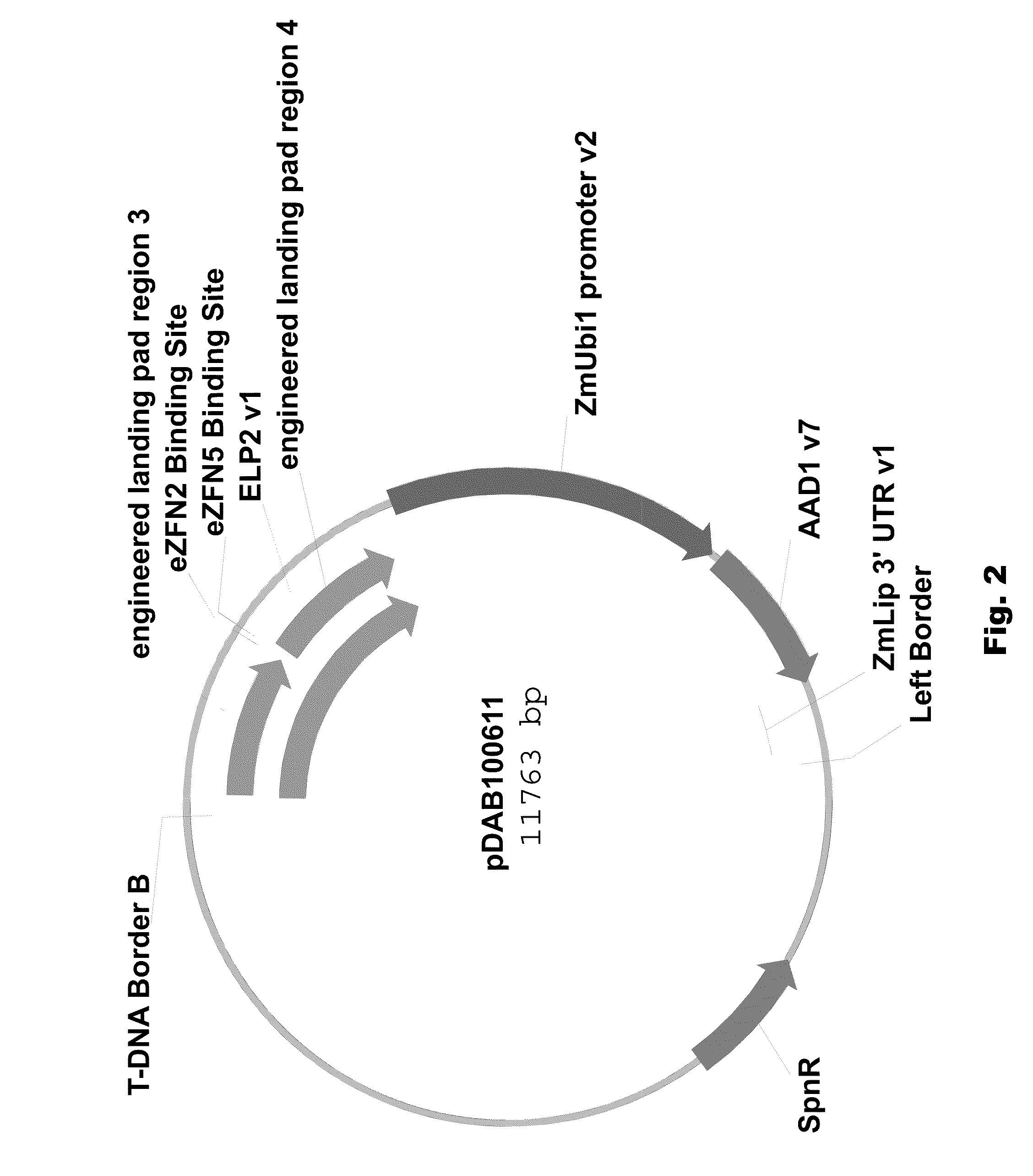 Engineered landing pads for gene targeting in plants