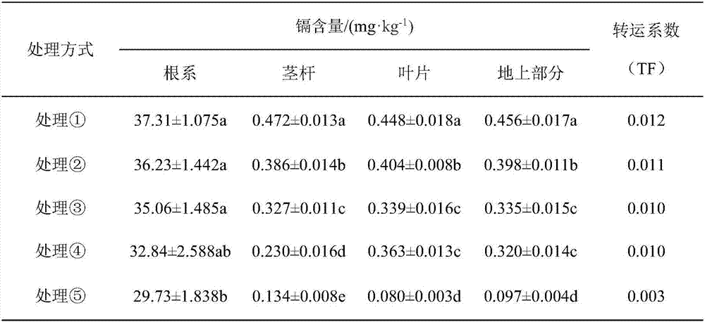 Method of growing of grape by effective reduction of cadmium accumulation and complying of steady output