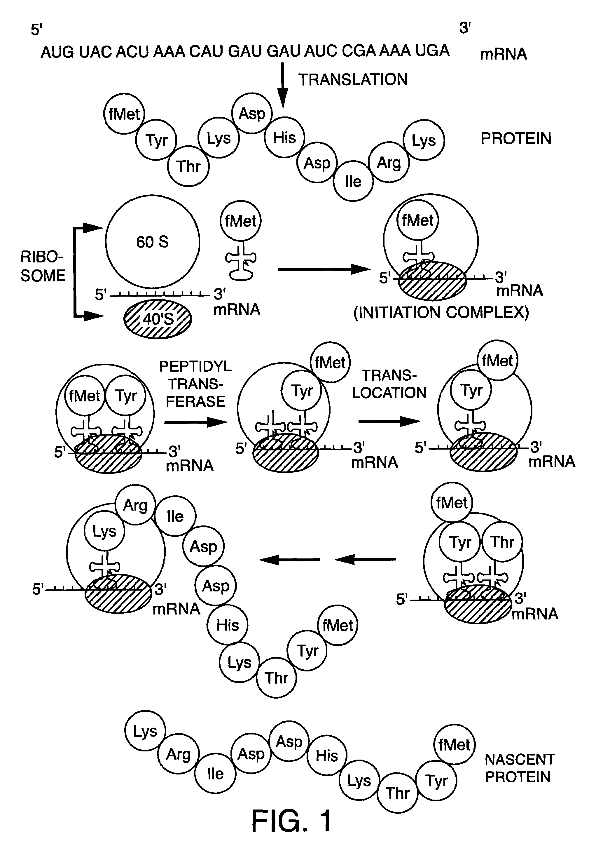 Methods for the preparation of chemically misaminoacylated tRNA via protective groups