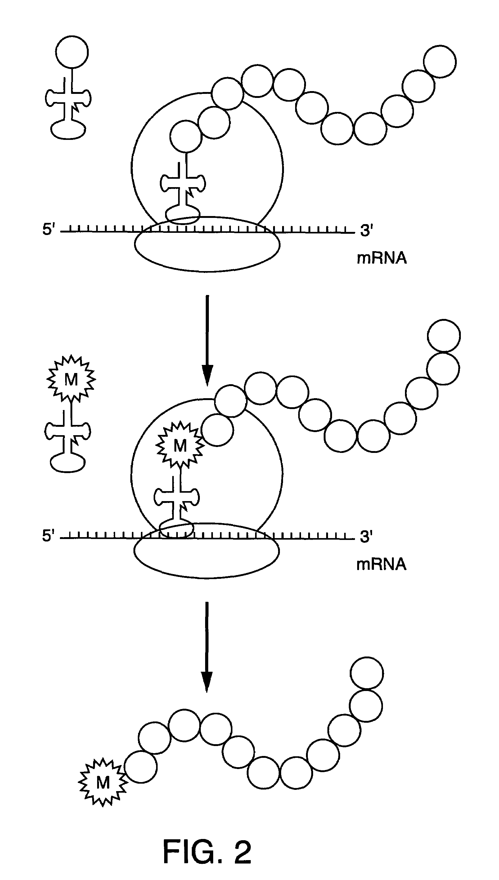 Methods for the preparation of chemically misaminoacylated tRNA via protective groups