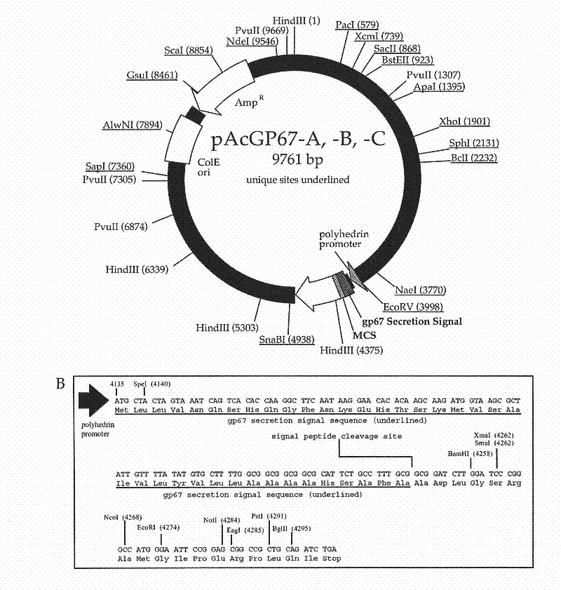 Method for producing recombinant scorpion toxin protein by adopting silkworm as parasitifer