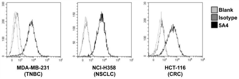 CD73 enzyme activity-related antigen epitope and preparation method of specific antibody targeting to epitope