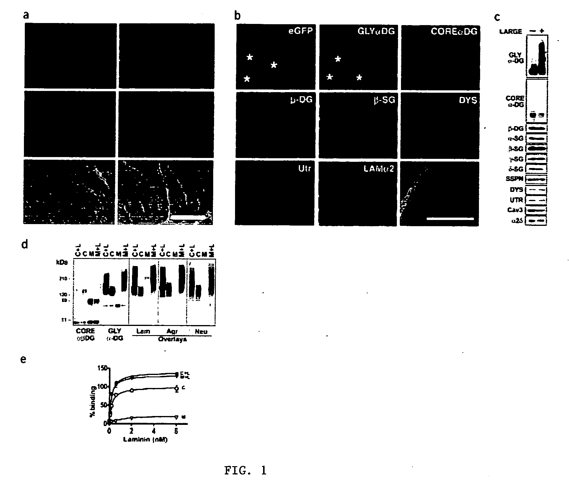 Increasing functional glycosylation of alpha-dystroglycan in the treatment of muscle degeneration