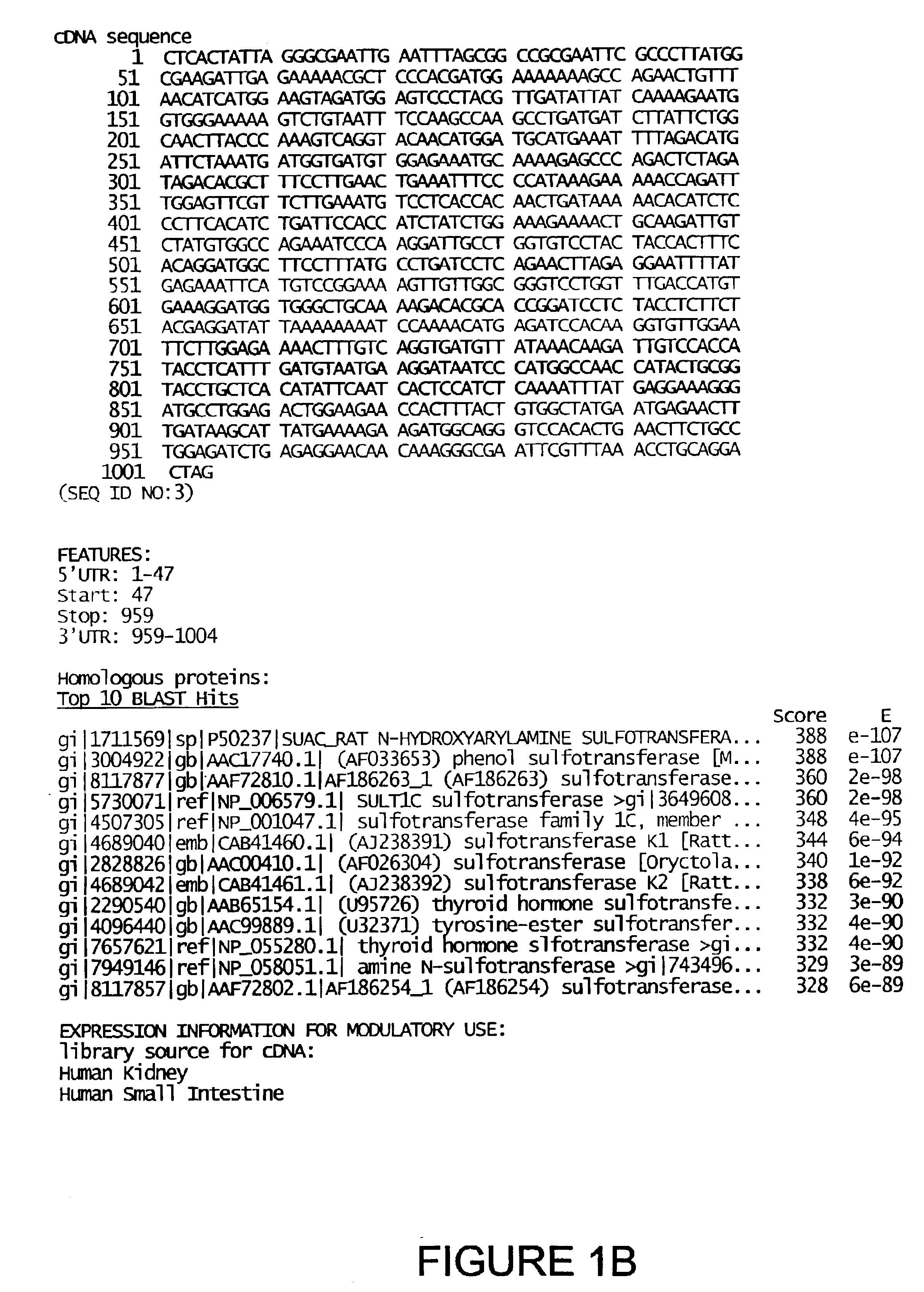 Isolated human drug-metabolizing proteins, nucleic acid molecules encoding human drug-metabolizing proteins, and uses thereof