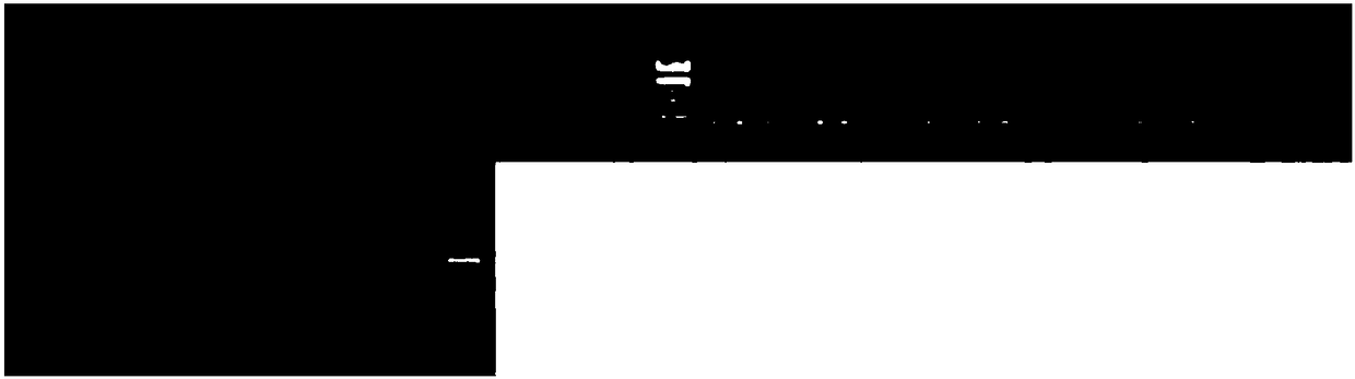 Improved promoter, T carrier composed of promoter, and applications of promoter