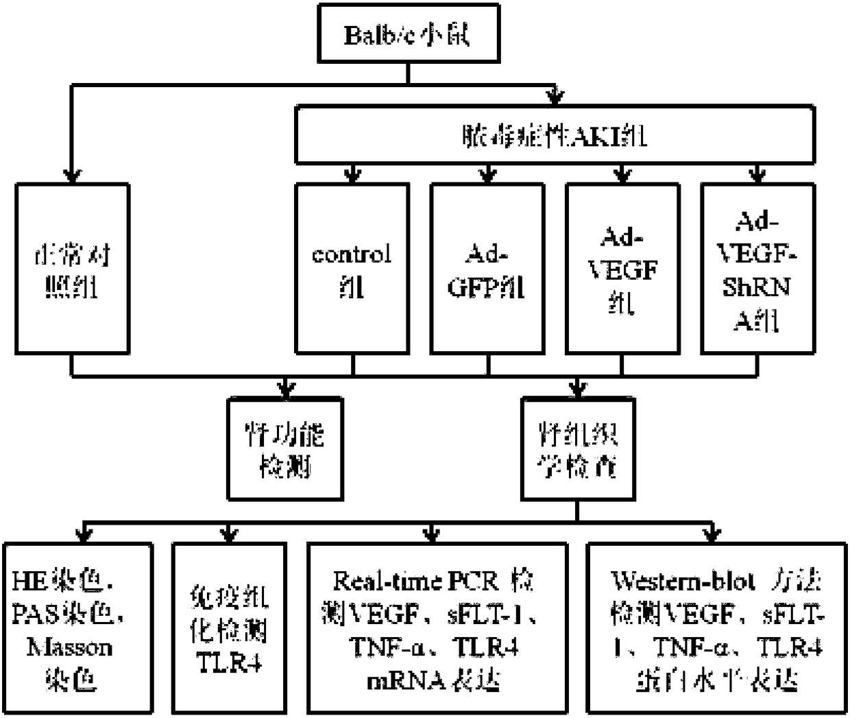 Research method for applying TLR4 to curing acute kidney injury caused by sepsis