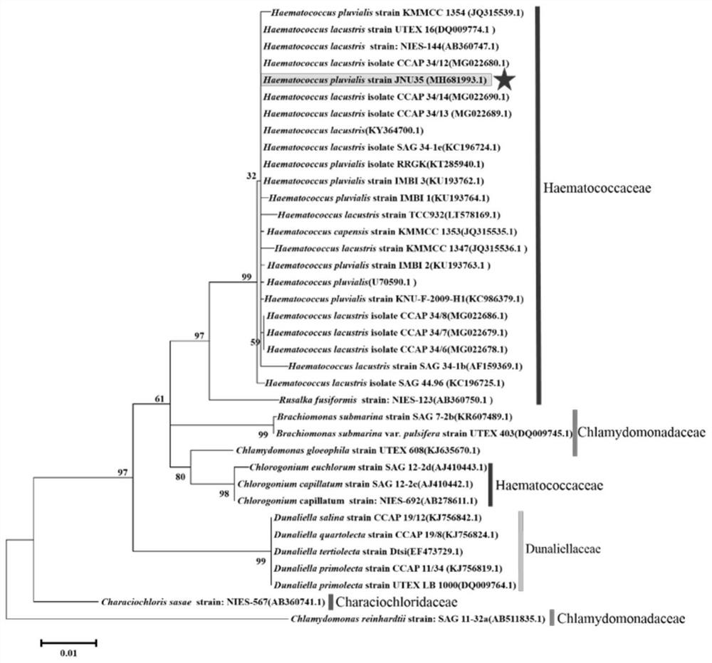 Haematococcus pluvialis jnu35 with high astaxanthin production and its cultivation method and application