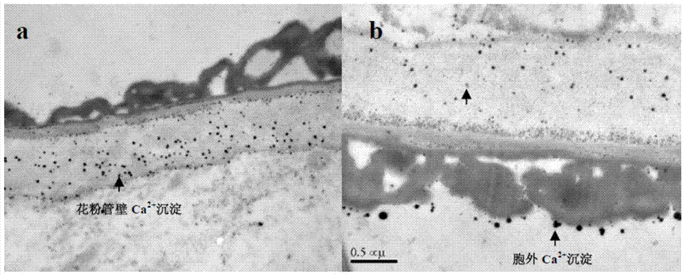 A method for ultrastructural localization of calcium ions in plant pollen tube cells