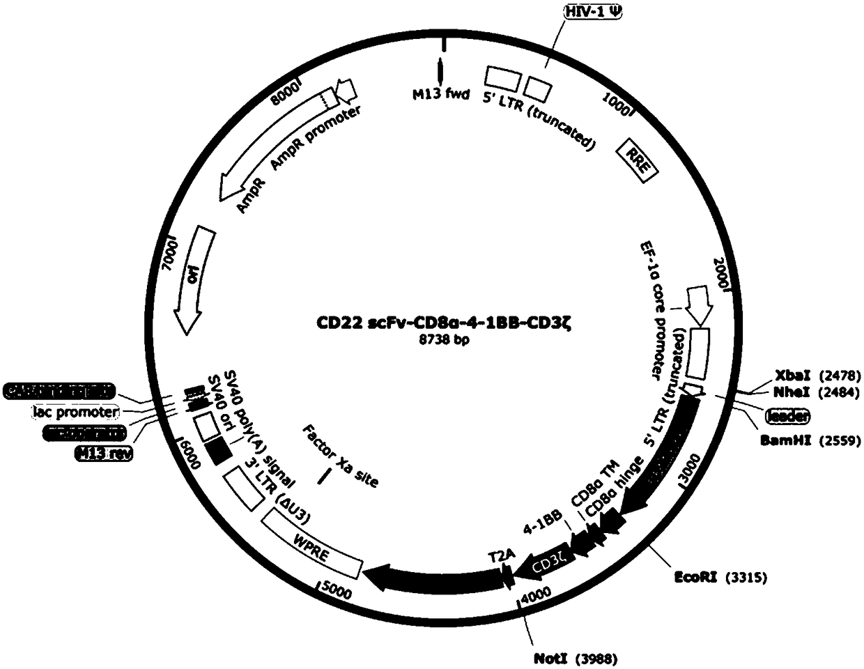 Chimeric antigen receptor targeting CD22 and application of chimeric antigen receptor