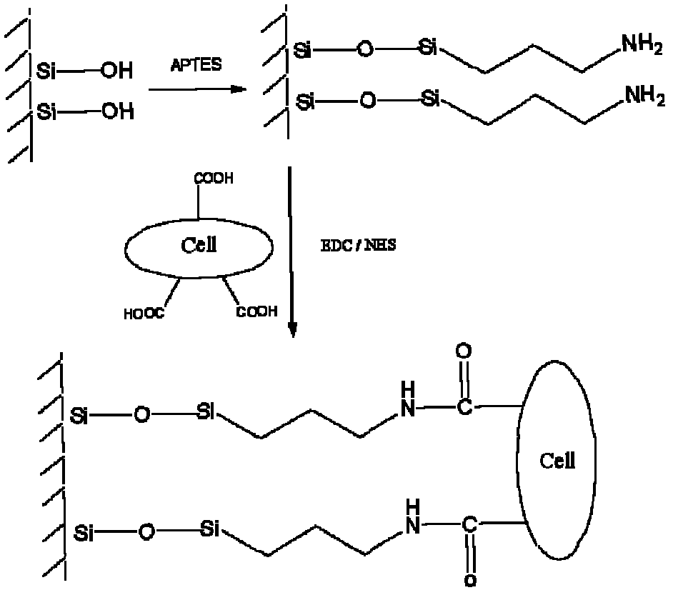 Immobilized modification method for plant suspension cells