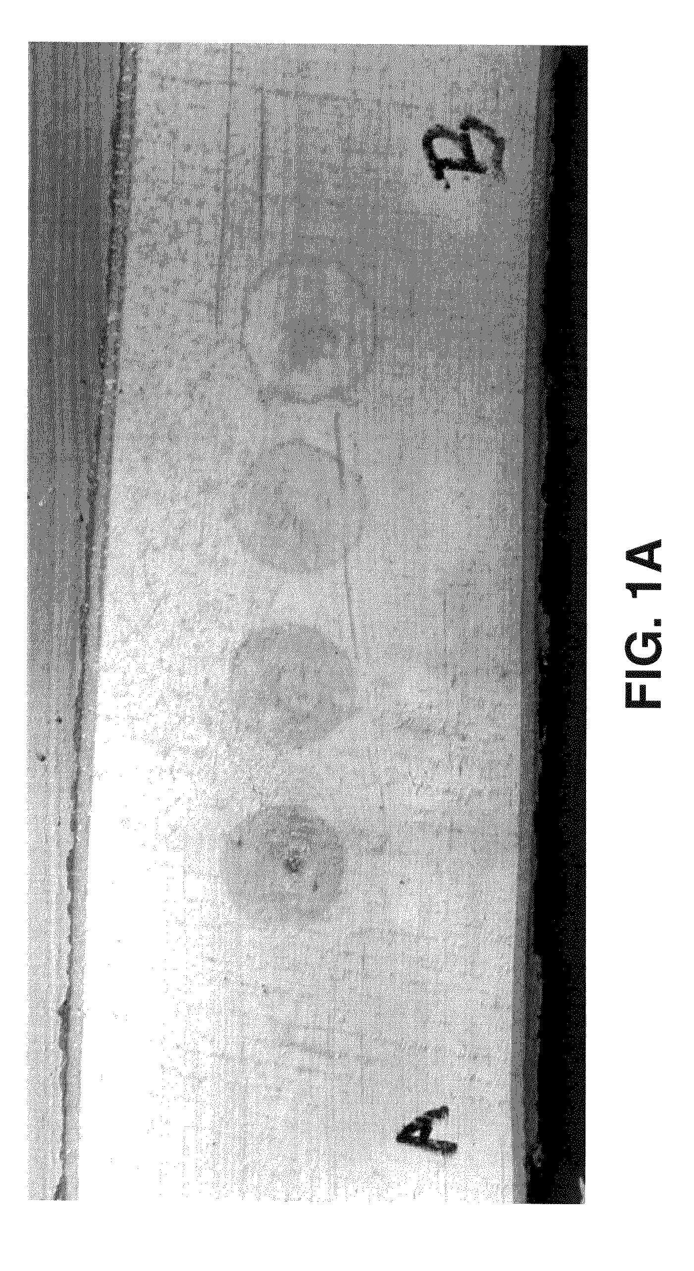 Controlling wood staining and color during post-harvest processing