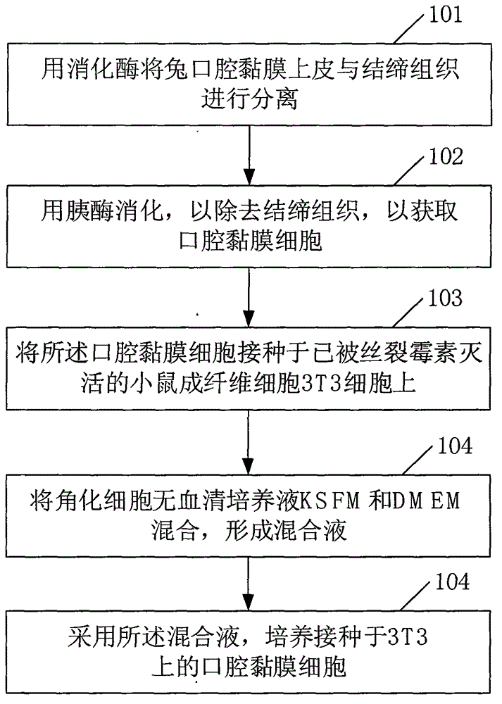 Method for culturing oral mucosa cells