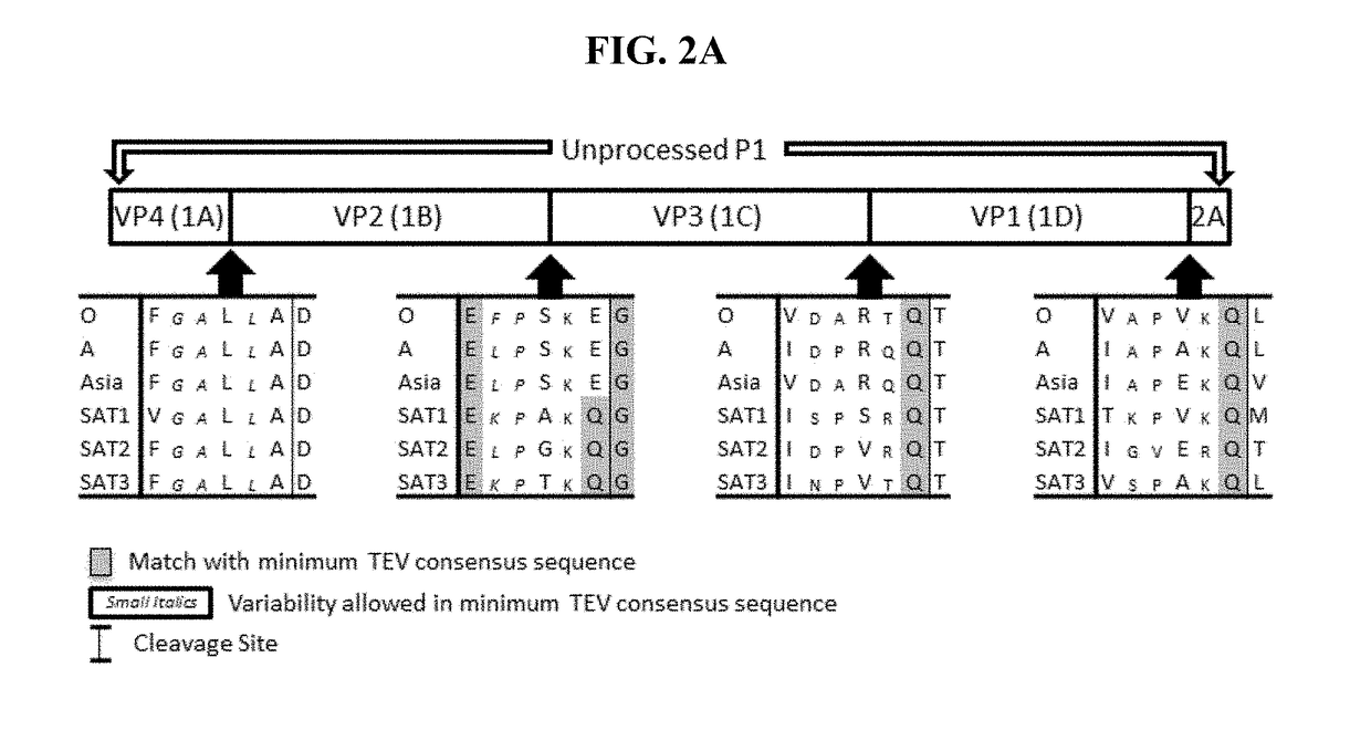 Processing of a modified foot-and-mouth disease virus p1 polypeptide by an alternative protease