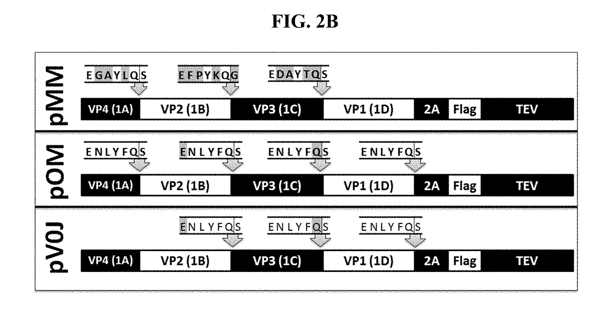 Processing of a modified foot-and-mouth disease virus p1 polypeptide by an alternative protease