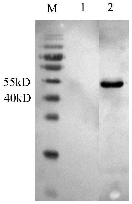 An ELISA kit for detecting goose Astrovirus antibody and its preparation method