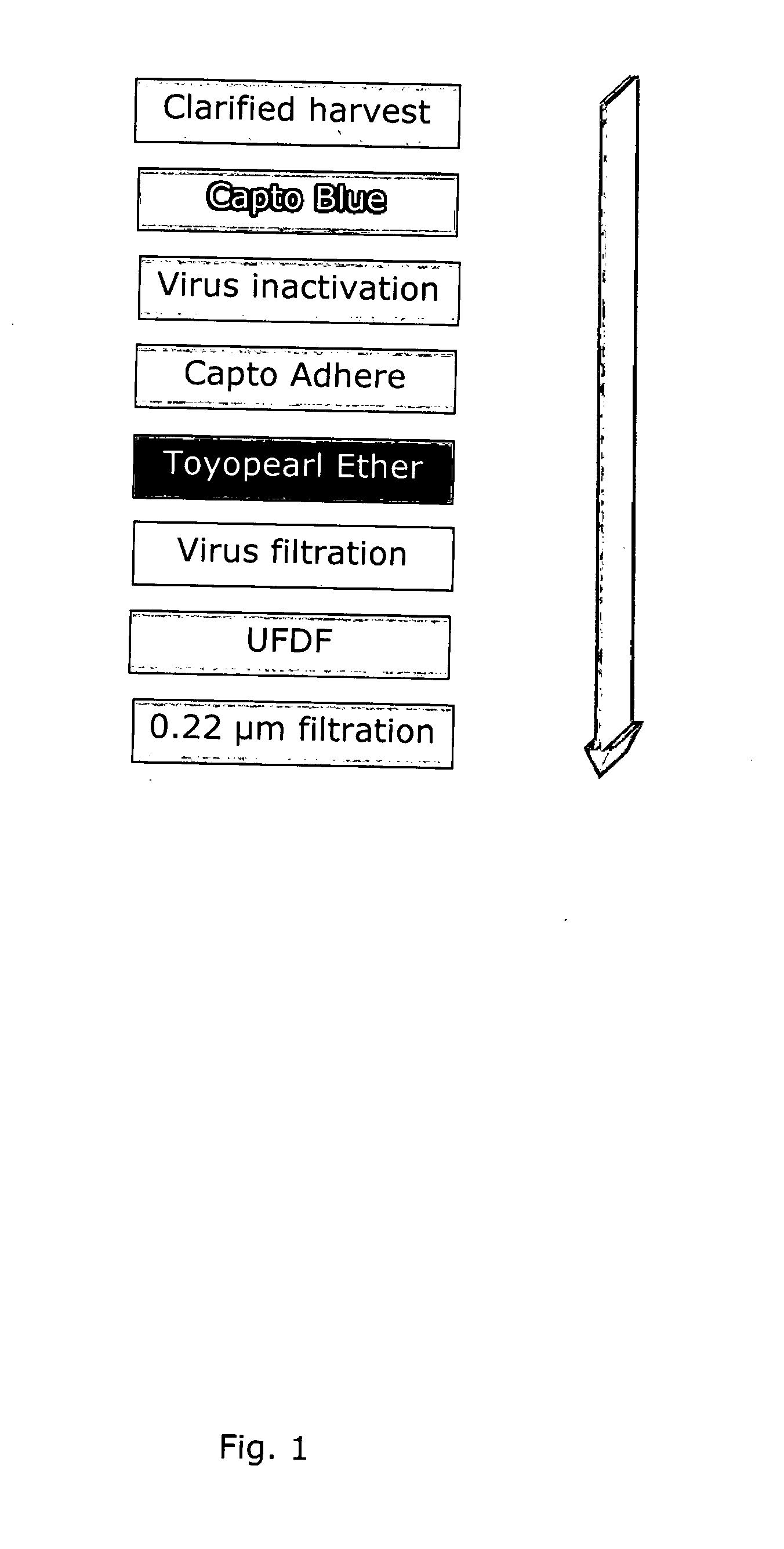 PURIFICATION OF RECOMBINANT HUMAN GALACTOCEREBROSIDE B-GALACTOSIDASE (rhGALC)