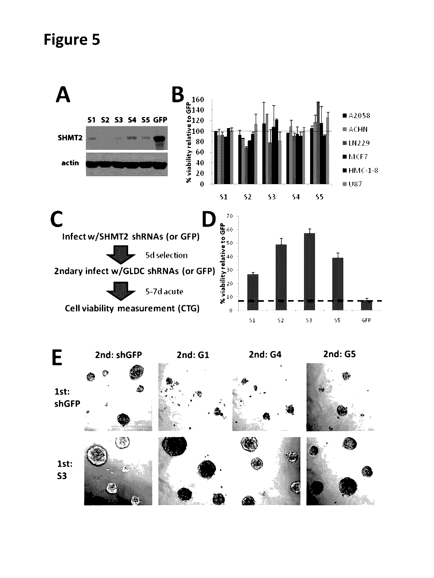 Inhibition of the glycine cleavage system for treatment of cancer