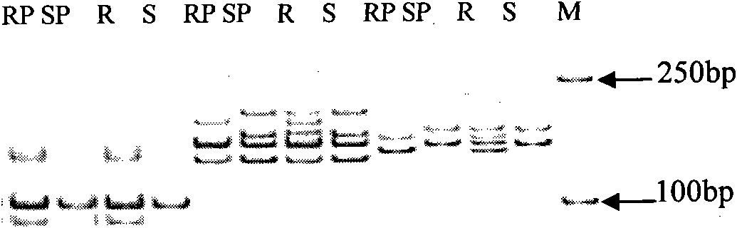 SSR markers of powdery mildew resistance gene in wheat Fu Zhuang 30 and method for acquiring same