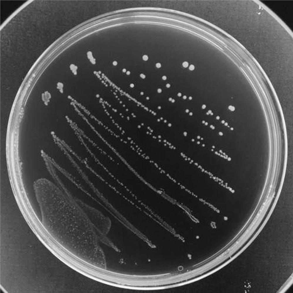 Lactobacillus reuteri SXDT-32 and application thereof